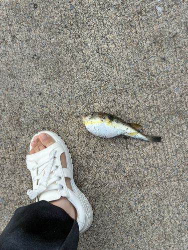 マフグの釣果