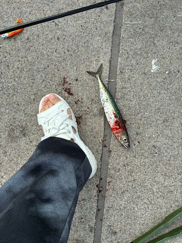 ゴマサバの釣果