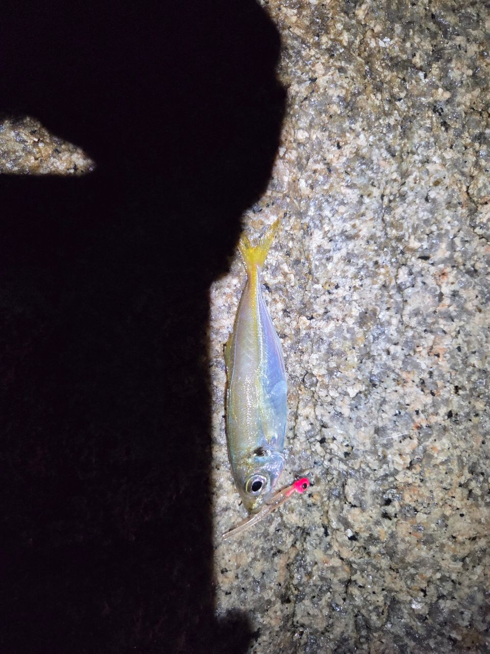 お父さんアングラー4036550さんの釣果 2枚目の画像