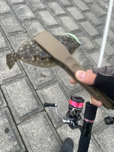 ソゲの釣果