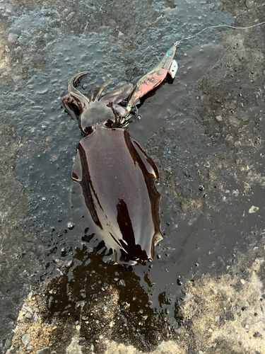 アオリイカの釣果