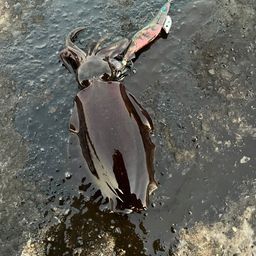 アオリイカ