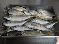 アジの釣果