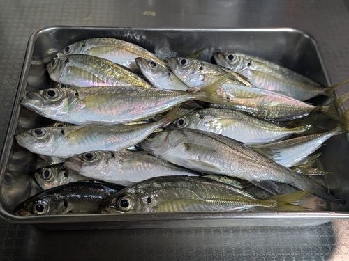 アジの釣果