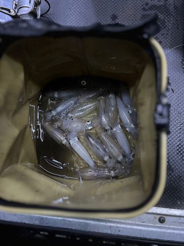 マメイカの釣果