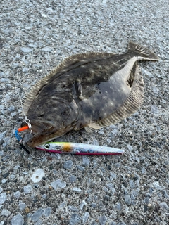 ヒラメの釣果