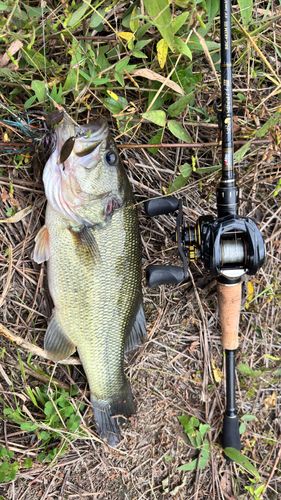 ラージマウスバスの釣果