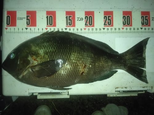 クチブトグレの釣果