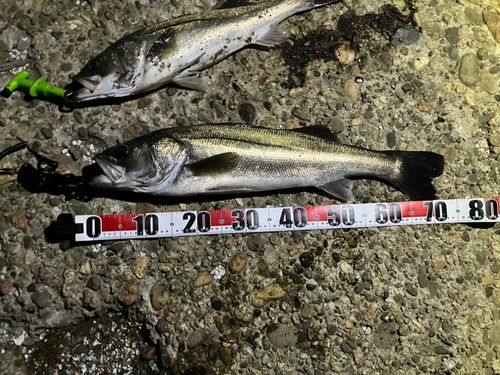 シーバスの釣果