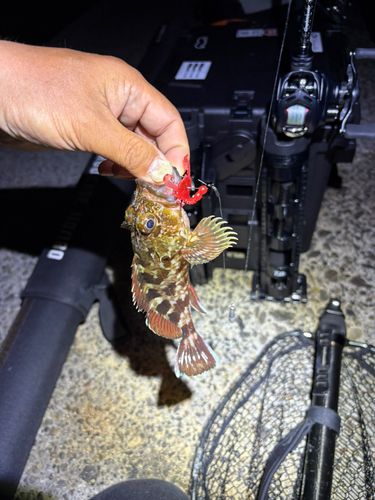 カサゴの釣果