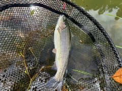 ニジマスの釣果