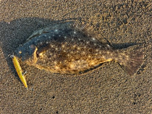 ヒラメの釣果