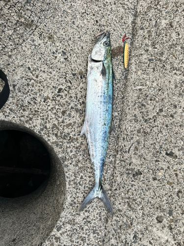 サゴシの釣果