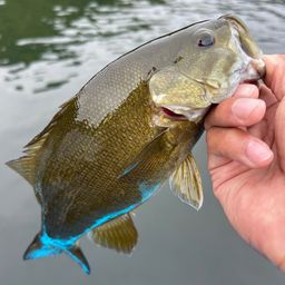 スモールマウスバス
