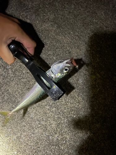サバの釣果