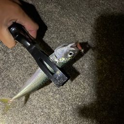 サバ