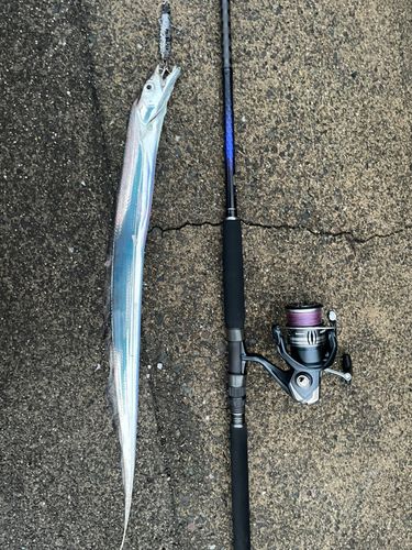 タチウオの釣果