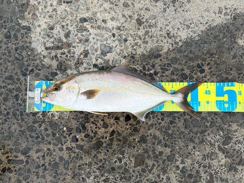 ネリゴの釣果