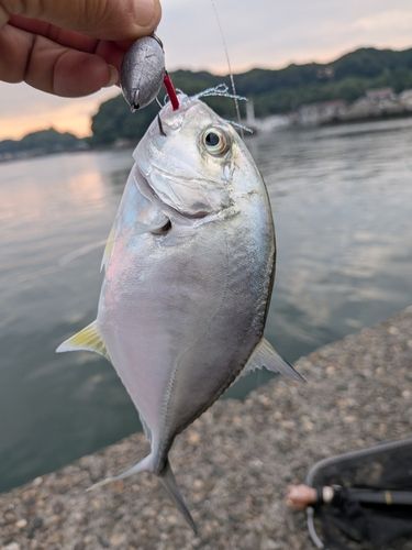 浦戸湾