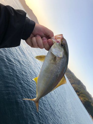 越喜来湾