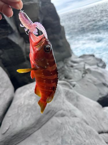 アカハタの釣果