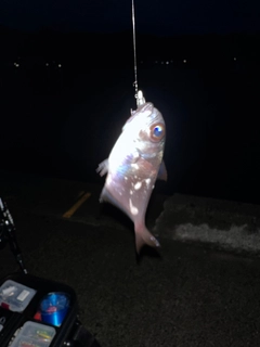 ハタンポの釣果