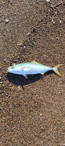 フクラギの釣果