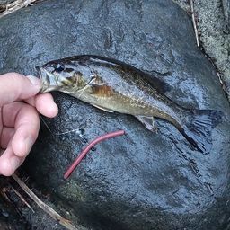 スモールマウスバス