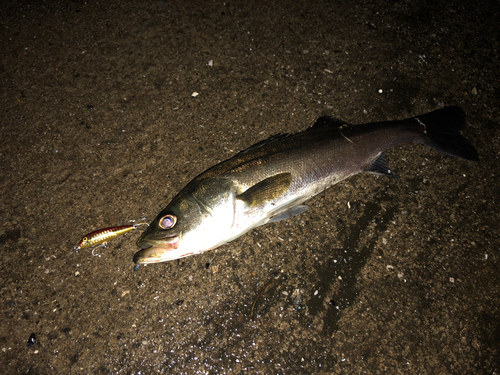 スズキの釣果