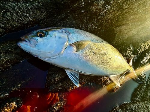 カンパチの釣果