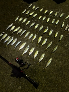 マアジの釣果