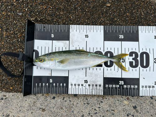 ワカシの釣果