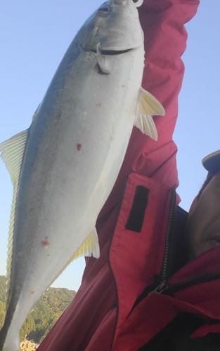 ワラサの釣果