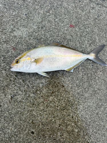 シオの釣果