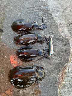 アオリイカの釣果