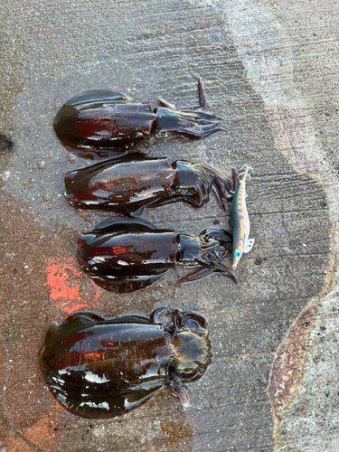 アオリイカの釣果