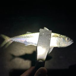 サバ
