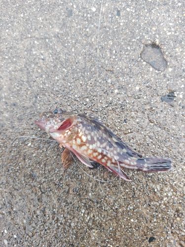 カサゴの釣果