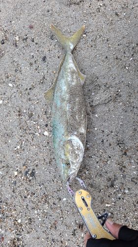 ワカシの釣果