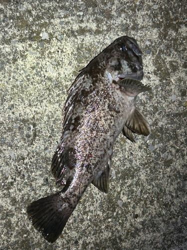 クロソイの釣果
