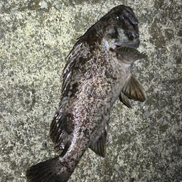 クロソイ