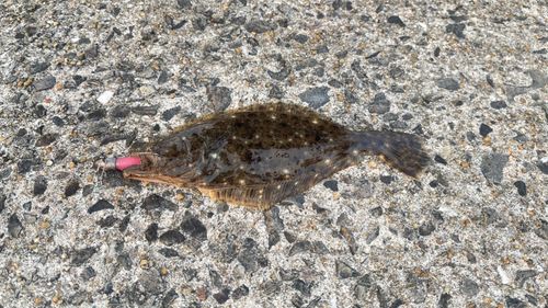 ヒラメの釣果