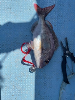 タイの釣果