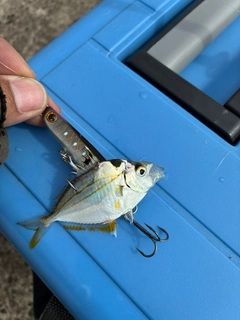 ヒイラギの釣果