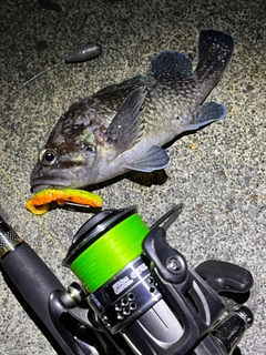 マゾイの釣果