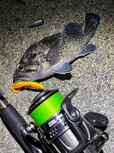 マゾイの釣果