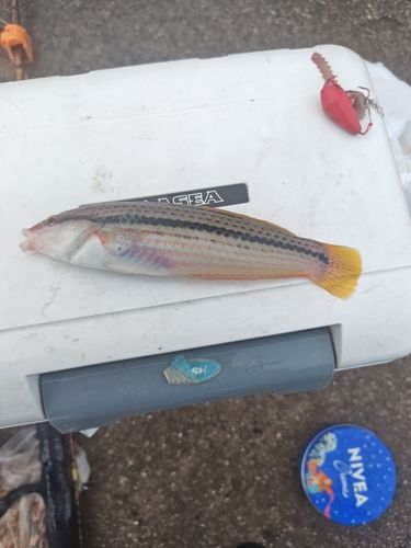 キュウセンの釣果