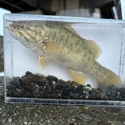 スモールマウスバス