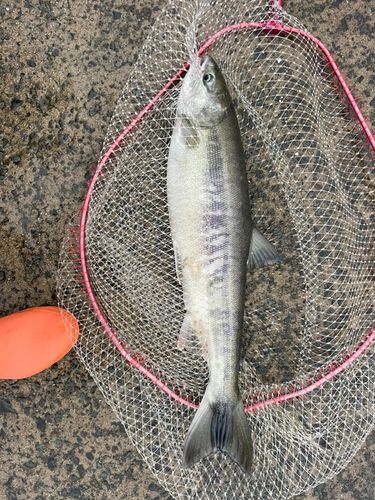 シロザケの釣果
