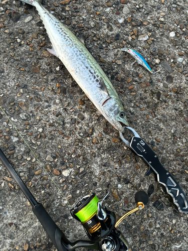 サゴシの釣果